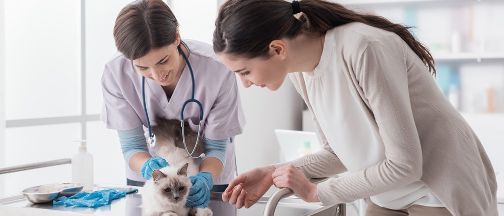 study veterinary in foreign countries